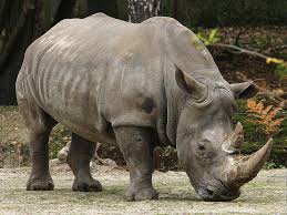 Les derniers rhinocéros d'Afrique menacés ..... Images?q=tbn:ANd9GcQC8-K20pqdZs_R7SVNYhtZNGZvUW6ipFkUUYbpM8LrklhOO3gJBw