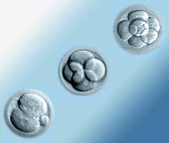 frozen embryo transfer to baby