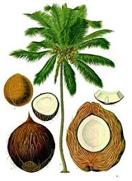 Different Parts of Coconut Tree and its Uses to Human