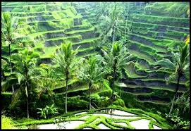 rice fields bali
