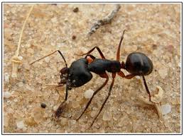 النمل - صور النمل جميع انواع النمل Images?q=tbn:ANd9GcRmNcLJr442L_C0Mqcqn0iWulbxJEmjdqw4zFy-327teArP1B2kSQ