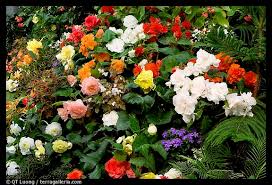 مجموعة من لوحات الزهور الطبيعية ..تريح النظر وتسعد الروح ( منتديات نور الصباح ) Images?q=tbn:ANd9GcSDeWLSfMpHm9T8zaaHDw8e2BI1-7nXSMoTSdiC3s7hpGvIht9-yw