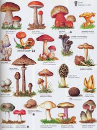 The health benefits of mushroom Images?q=tbn:ANd9GcTBbEgxaT2rlSY7YJiI9r8hSiFZ7zOQWViG24kTs5-sG1ohs2sR