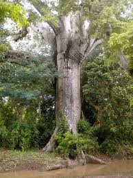 Mapou Tree