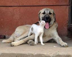 cane e gatto istinto